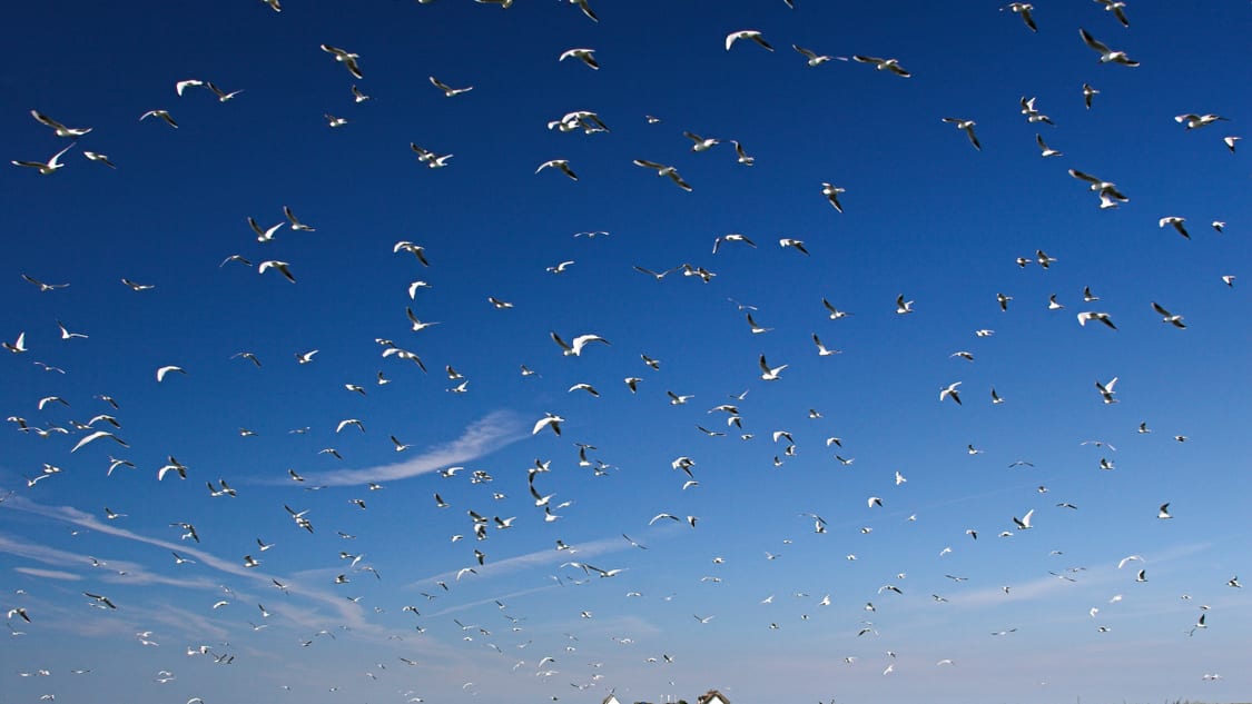 The Wadden Sea