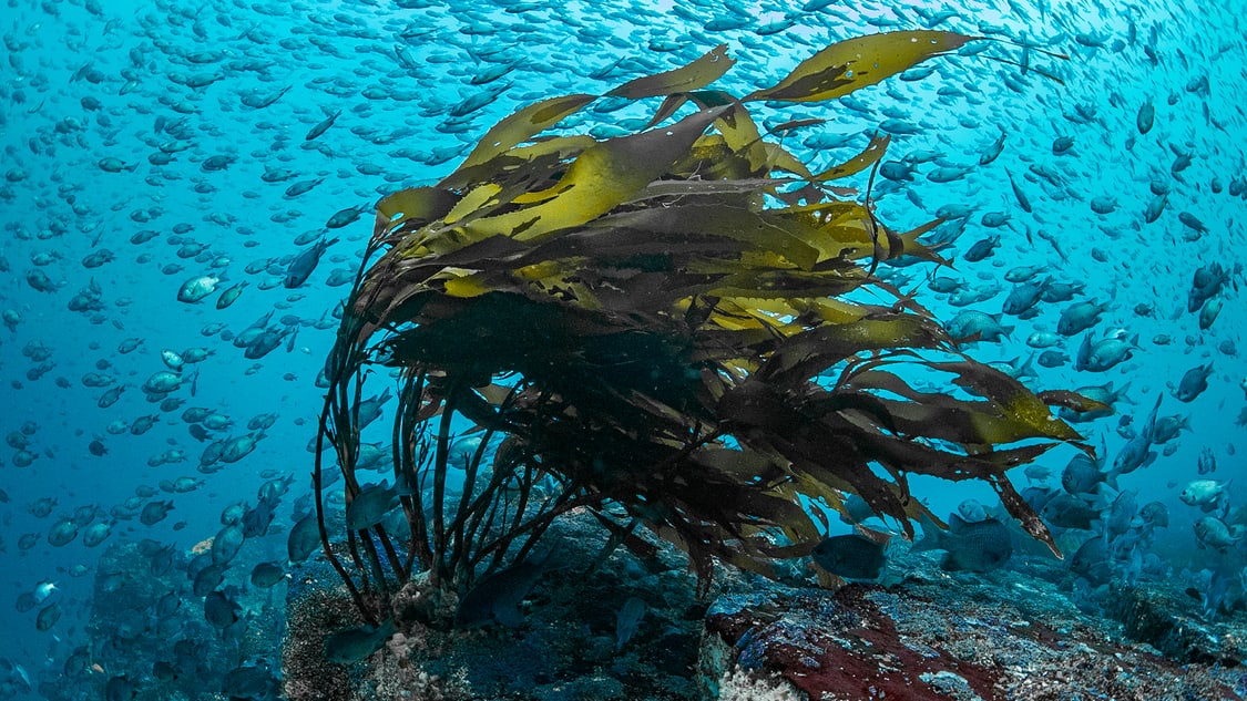 Diving Mood_Francis_Perez_09.jpeg