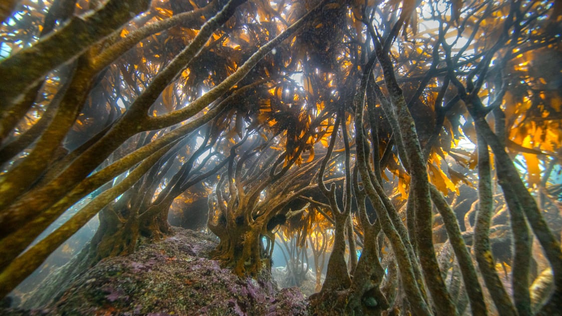 Kelp Forest_Lessonia trabeculata_Francis Pérez_10
