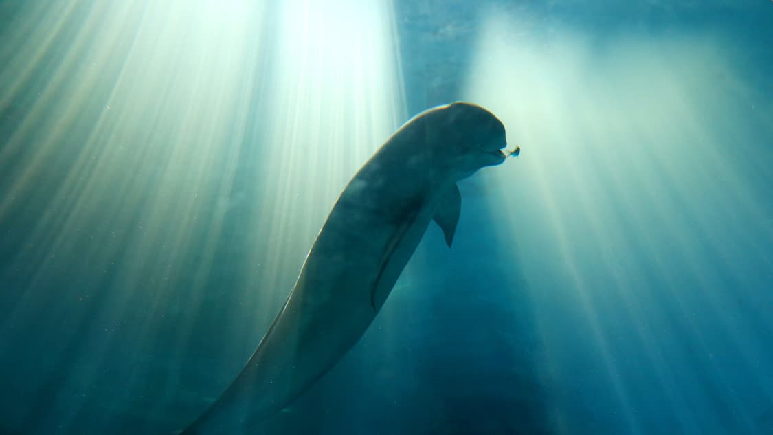 Yangtze Jiangtun_01_credit CFF.jpg