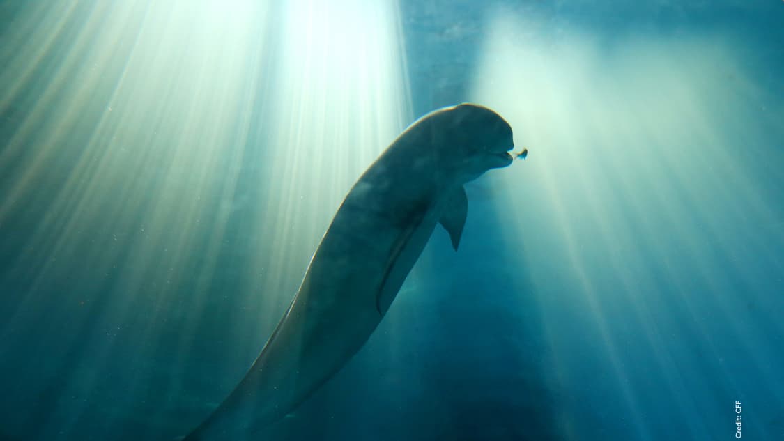 Yangtze_whale_1_with_credit