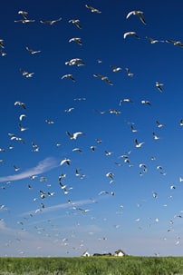 The Wadden Sea