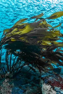 Diving Mood_Francis_Perez_09.jpeg