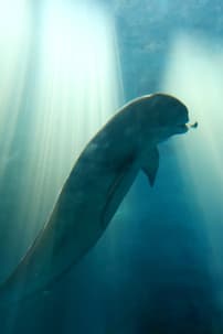 Yangtze Jiangtun_01_credit CFF.jpg