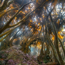 Kelp Forest_Lessonia trabeculata_Francis Pérez_10
