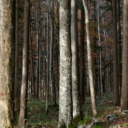 Oris Nature Waldenburg Valley