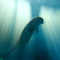 Yangtze_whale_1_with_credit