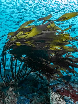 Diving Mood_Francis_Perez_09.jpeg