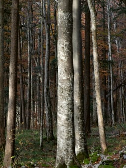 Oris Nature Waldenburg Valley