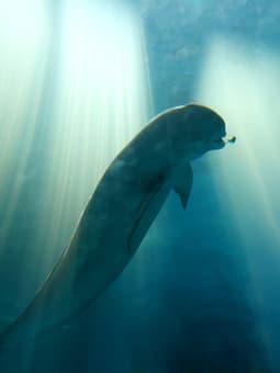 Yangtze Jiangtun_01_credit CFF.jpg