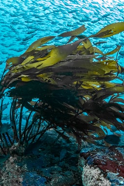 Diving Mood_Francis_Perez_09.jpeg