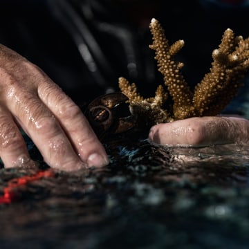 Oris Great Barrier Reef Limited Edition III