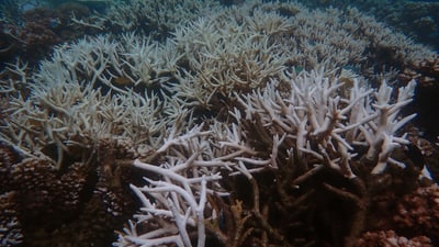Great Barrier Reef_coral bleaching