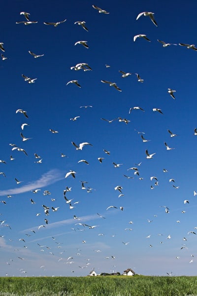 The Wadden Sea