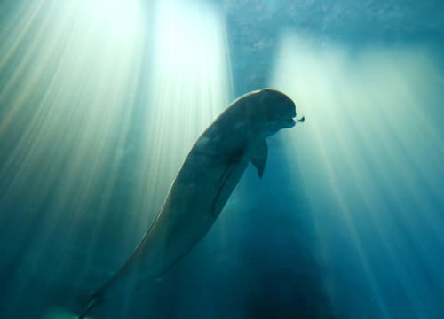 Yangtze Jiangtun_01_credit CFF.jpg