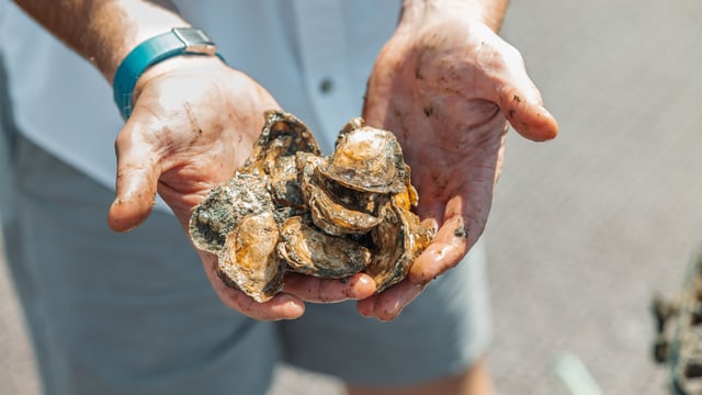 New York Harbor Limited Edition II