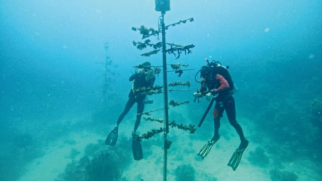 Great Barrier Reef_Reef Restoration Foundation