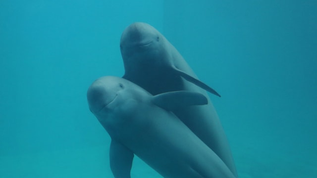 Yangtze Jiangtun LE_ CFF_credit CFF