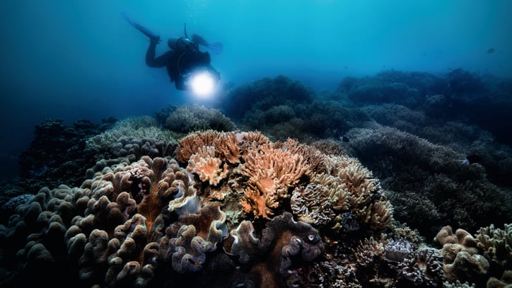 The Great Barrier Reef Limited Edition IV | WatchinTyme