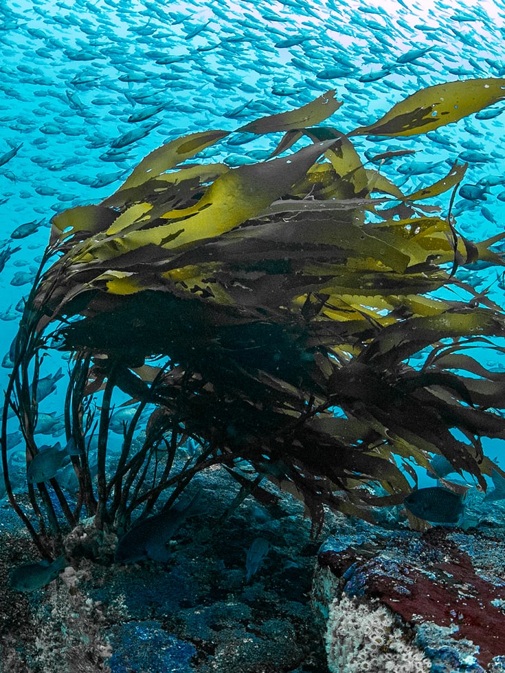 Diving Mood_Francis_Perez_09.jpeg