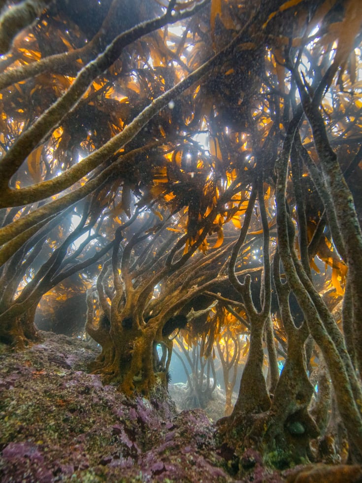 Kelp Forest_Lessonia trabeculata_Francis Pérez_10
