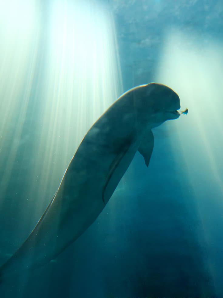 Yangtze_whale_1_with_credit