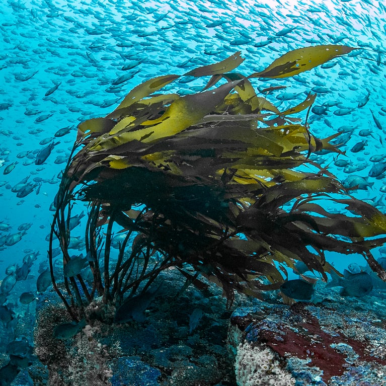 Diving Mood_Francis_Perez_09.jpeg