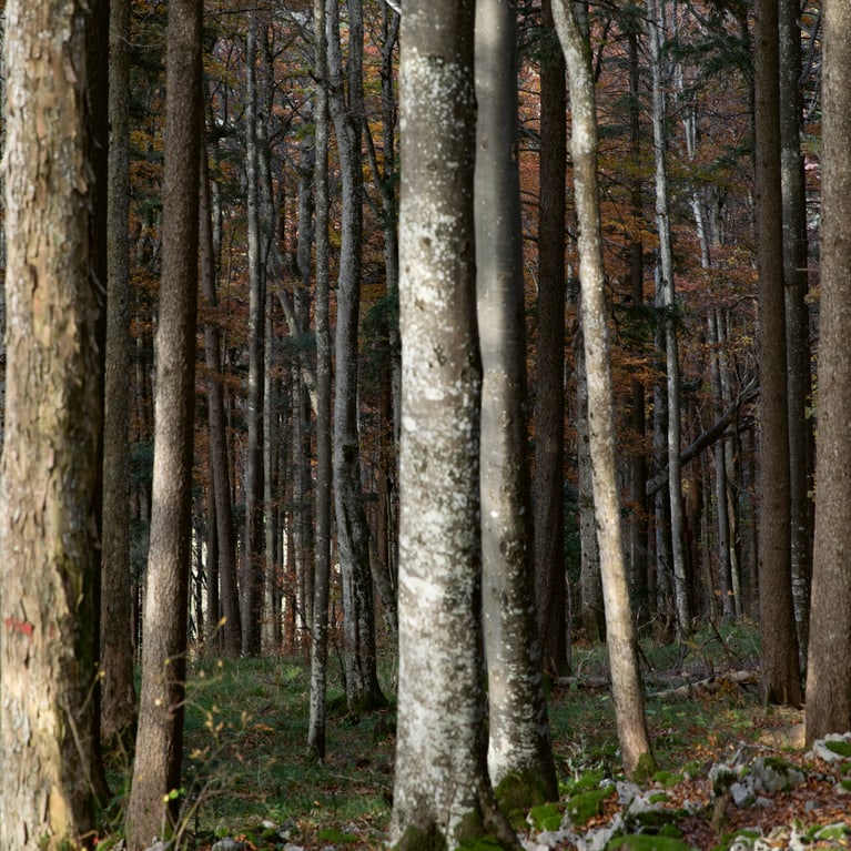 Oris Nature Waldenburg Valley