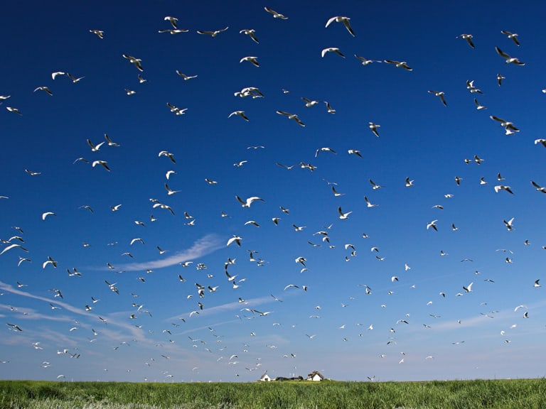 The Wadden Sea