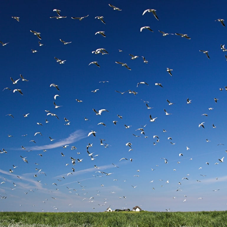 The Wadden Sea