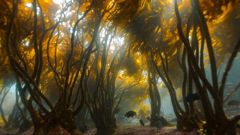 Kelp Forest_Lessonia trabeculata_Francis Pérez_15