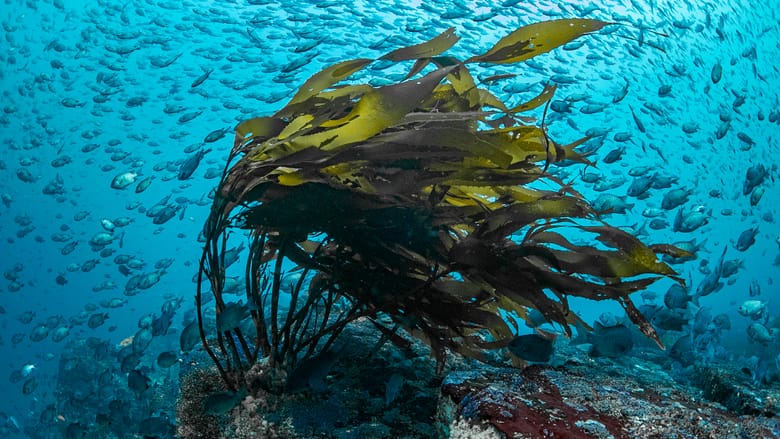 Diving Mood_Francis_Perez_09.jpeg