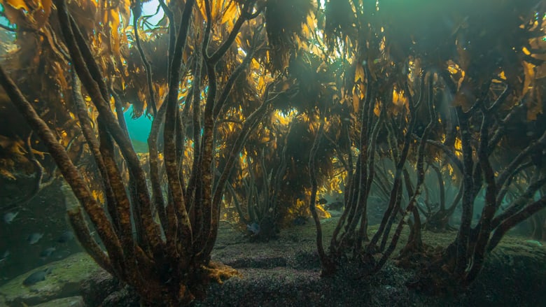Kelp Forest_Lessonia trabeculata_Francis Pérez_05