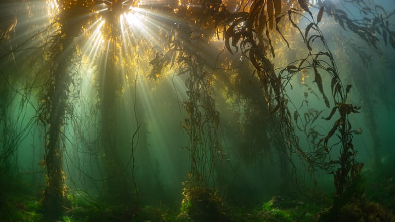Kelp Forest_Macrcystis_Francis Pérez_18