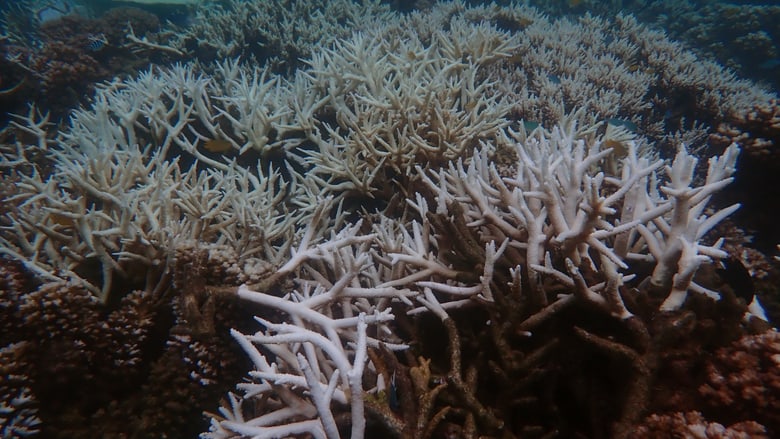 Great Barrier Reef_coral bleaching