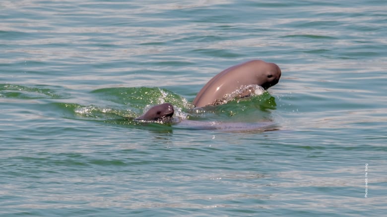 Yangtze_whale_mood_with_credit