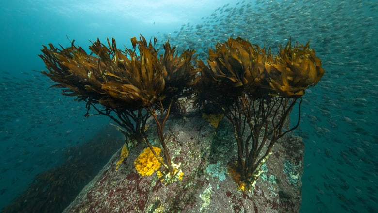 Kelp Forest_Lessonia trabeculata_Francis Pérez_07